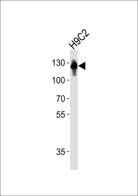 FBLN2 / Fibulin 2 Antibody - Western blot of lysate from rat H9C2 cell line, using FBLN2 Antibody (A1-1673). A1-1673 was diluted at 1:500. A goat anti-rabbit IgG H&L (HRP) at 1:10000 dilution was used as the secondary antibody.Lysate at 20 ug.
