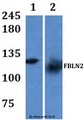 FBLN2 / Fibulin 2 Antibody - Western blot of FBLN2 antibody at 1:500 dilution Line1:HeLa whole cell lysate Line2:Raw264.7 whole cell lysate.