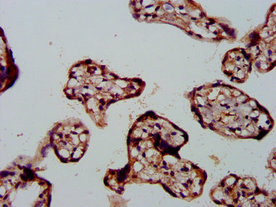 FBLN2 / Fibulin 2 Antibody - Immunohistochemistry image at a dilution of 1:500 and staining in paraffin-embedded human placenta tissue performed on a Leica BondTM system. After dewaxing and hydration, antigen retrieval was mediated by high pressure in a citrate buffer (pH 6.0) . Section was blocked with 10% normal goat serum 30min at RT. Then primary antibody (1% BSA) was incubated at 4 °C overnight. The primary is detected by a biotinylated secondary antibody and visualized using an HRP conjugated SP system.