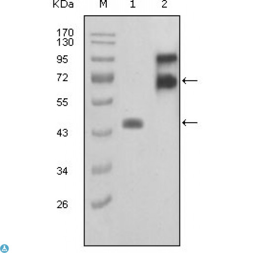 FBLN2 / Fibulin 2 Antibody - Western Blot (WB) analysis using Fibulin-2 Monoclonal Antibody against truncated FBLN2-Trx recombinant protein (1) and truncated FBLN2 (aa28-444)-hIgGFc transfected COS7 cell lysate(2).
