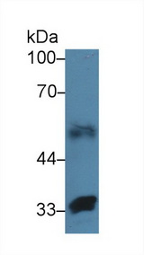 FBLN4 / EFEMP2 Antibody - Western Blot; Sample: Human Lung lysate; Primary Ab: 3µg/ml Rabbit Anti-Human FBLN4 Antibody Second Ab: 0.2µg/mL HRP-Linked Caprine Anti-Rabbit IgG Polyclonal Antibody