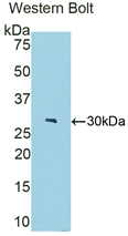 FBLN4 / EFEMP2 Antibody - Western Blot; Sample: Recombinant protein.