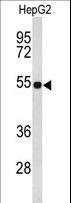 FBLN4 / EFEMP2 Antibody - Western blot of EFEMP2 Antibody in HepG2 cell line lysates (35 ug/lane). EFEMP2 (arrow) was detected using the purified antibody;