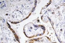 FBLN4 / EFEMP2 Antibody - IHC of Fibulin-4 (D123) pAb in paraffin-embedded human placenta tissue.