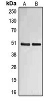 FBLN4 / EFEMP2 Antibody - Western blot analysis of Fibulin 4 expression in SW480 (A); HepG2 (B) whole cell lysates.
