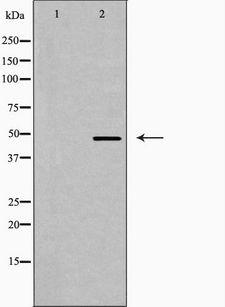 FBLN4 / EFEMP2 Antibody - Western blot analysis of EFEMP2 expression in 3T3 cells. The lane on the left is treated with the antigen-specific peptide.