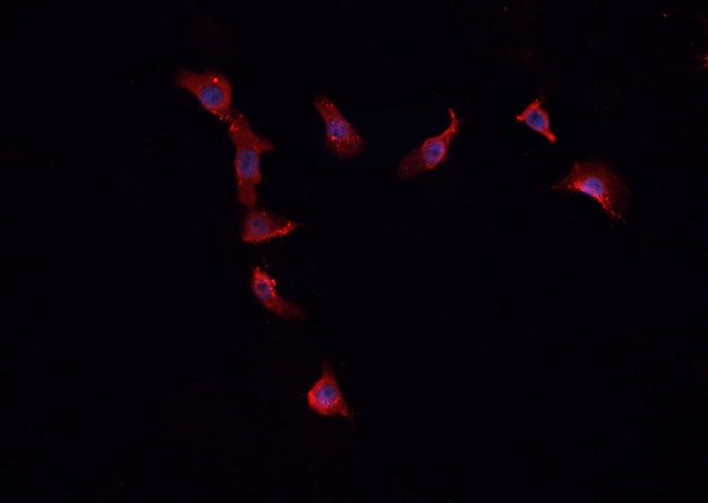 FBLN4 / EFEMP2 Antibody - Staining HepG2 cells by IF/ICC. The samples were fixed with PFA and permeabilized in 0.1% Triton X-100, then blocked in 10% serum for 45 min at 25°C. The primary antibody was diluted at 1:200 and incubated with the sample for 1 hour at 37°C. An Alexa Fluor 594 conjugated goat anti-rabbit IgG (H+L) antibody, diluted at 1/600, was used as secondary antibody.