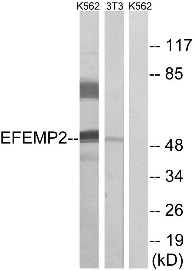 FBLN4 / EFEMP2 Antibody - Western blot analysis of extracts from K562 cells and 3T3 cells, using EFEMP2 antibody.