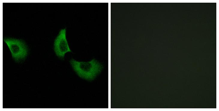 FBLN4 / EFEMP2 Antibody - Peptide - + Immunofluorescence analysis of A549 cells, using EFEMP2 antibody.