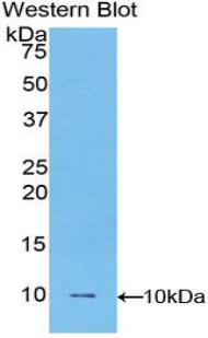 FBLN5 / Fibulin 5 Antibody - Western blot of recombinant FBLN5 / Fibulin 5.  This image was taken for the unconjugated form of this product. Other forms have not been tested.