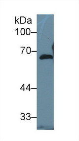 FBLN5 / Fibulin 5 Antibody - Western Blot; Sample: Human Hela cell lysate; Primary Ab: 1µg/ml Rabbit Anti-Mouse FBLN5 Antibody Second Ab: 0.2µg/mL HRP-Linked Caprine Anti-Rabbit IgG Polyclonal Antibody