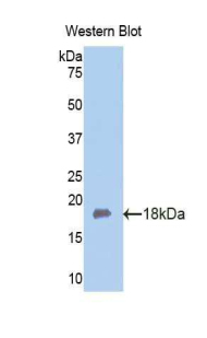 FBLN5 / Fibulin 5 Antibody - Western blot of recombinant FBLN5 / Fibulin 5.  This image was taken for the unconjugated form of this product. Other forms have not been tested.