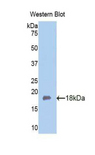 FBLN5 / Fibulin 5 Antibody - Western blot of recombinant FBLN5 / Fibulin 5.  This image was taken for the unconjugated form of this product. Other forms have not been tested.