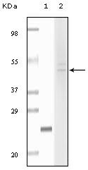 FBLN5 / Fibulin 5 Antibody - Fibulin 5 Antibody in Western Blot (WB)