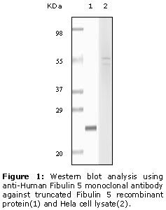FBLN5 / Fibulin 5 Antibody