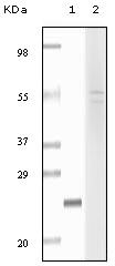 FBLN5 / Fibulin 5 Antibody - Fibulin 5 Antibody in Western Blot (WB)