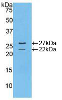 FBN1 / Fibrillin 1 Antibody - Western Blot; Sample: Recombinant FBN1, Mouse.