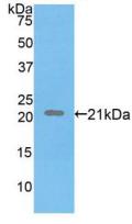 FBN1 / Fibrillin 1 Antibody - Western Blot; Sample: Recombinant FBN1, Human.