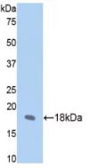 FBN1 / Fibrillin 1 Antibody - Western Blot; Sample: Recombinant FBN1, Rat.