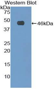 FBN1 / Fibrillin 1 Antibody - Western blot of recombinant FBN1 / Fibrillin 1.  This image was taken for the unconjugated form of this product. Other forms have not been tested.