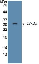 FBN1 / Fibrillin 1 Antibody - Western Blot; Sample: Recombinant FBN1, Mouse.