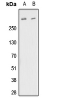 FBN1 / Fibrillin 1 Antibody - Western blot analysis of Fibrillin 1 expression in Jurkat (A); NIH3T3 (B) whole cell lysates.