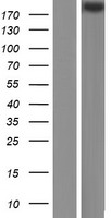 FBN1 / Fibrillin 1 Protein - Western validation with an anti-DDK antibody * L: Control HEK293 lysate R: Over-expression lysate