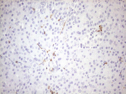 FBP / FOLR2 Antibody - Immunohistochemical staining of paraffin-embedded Human pancreas tissue within the normal limits using anti-FOLR2 mouse monoclonal antibody. (Heat-induced epitope retrieval by 1mM EDTA in 10mM Tris buffer. (pH8.5) at 120 oC for 3 min. (1:150)
