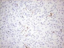 FBP / FOLR2 Antibody - Immunohistochemical staining of paraffin-embedded Human pancreas tissue within the normal limits using anti-FOLR2 mouse monoclonal antibody. (Heat-induced epitope retrieval by 1mM EDTA in 10mM Tris buffer. (pH8.5) at 120 oC for 3 min. (1:150)