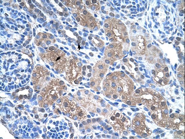 FBP1 Antibody - FBP1 antibody FBP1(fructose-1,6-bisphosphatase 1) Antibody was used in IHC to stain formalin-fixed, paraffin-embedded human kidney.  This image was taken for the unconjugated form of this product. Other forms have not been tested.