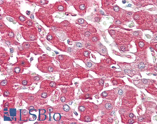 FBP1 Antibody - Anti-FBP1 antibody IHC of human liver. Immunohistochemistry of formalin-fixed, paraffin-embedded tissue after heat-induced antigen retrieval. Antibody dilution 2.5-5 ug/ml. This image was taken for the unconjugated form of this product. Other forms have not been tested.