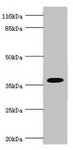 FBP1 Antibody - Western blot All Lanes:FBP1 antibody at 3.06ug/ml Lane 1:mouse liver tissue Lane 2:mouse kidney tissue Secondary Goat polyclonal to rabbit at 1/10000 dilution Predicted band size: 37kDa Observed band size: 37kDa