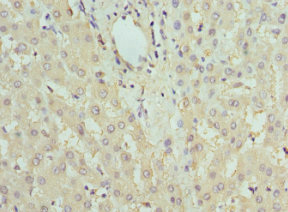 FBP1 Antibody - Immunohistochemistry of paraffin-embedded human liver tissue at dilution 1:100