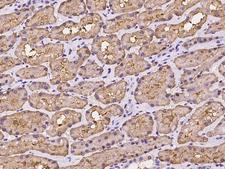 FBP1 Antibody - Immunochemical staining of human FBP1 in human kidney with rabbit polyclonal antibody at 1:100 dilution, formalin-fixed paraffin embedded sections.