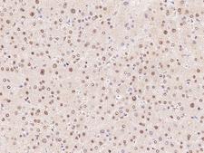 FBP2 Antibody - Immunochemical staining of human FBP2 in human liver with rabbit polyclonal antibody at 1:100 dilution, formalin-fixed paraffin embedded sections.