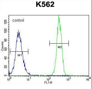 FBRSL1 Antibody - FBRSL1 Antibody flow cytometry of K562 cells (right histogram) compared to a negative control cell (left histogram). FITC-conjugated goat-anti-rabbit secondary antibodies were used for the analysis.