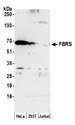 FBS1 Antibody - Detection of human FBRS by western blot. Samples: Whole cell lysate (50 µg) from HeLa, HEK293T, and Jurkat cells prepared using NETN lysis buffer. Antibody: Affinity purified rabbit anti-FBRS antibody used for WB at 1:1000. Detection: Chemiluminescence with an exposure time of 3 minutes.