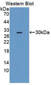 FBS1 Antibody - Western Blot; Sample: Recombinant protein.