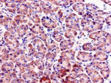 FBX09 / FBXO9 Antibody - Immunohistochemistry of paraffin-embedded human pancreatic tissue using FBXO9 Antibody at dilution of 1:100