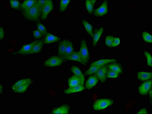 FBX09 / FBXO9 Antibody - Immunofluorescent analysis of HepG2 cells using FBXO9 Antibody at a dilution of 1:100 and Alexa Fluor 488-congugated AffiniPure Goat Anti-Rabbit IgG(H+L)