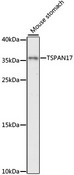 FBX23 / Tetraspanin 17 Antibody - Western blot analysis of extracts of mouse stomach, using TSPAN17 antibody at 1:1000 dilution. The secondary antibody used was an HRP Goat Anti-Rabbit IgG (H+L) at 1:10000 dilution. Lysates were loaded 25ug per lane and 3% nonfat dry milk in TBST was used for blocking. An ECL Kit was used for detection and the exposure time was 90s.