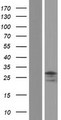 FBX23 / Tetraspanin 17 Protein - Western validation with an anti-DDK antibody * L: Control HEK293 lysate R: Over-expression lysate