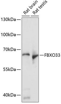 FBX33 / FBXO33 Antibody - Western blot analysis of extracts of various cell lines using FBXO33 Polyclonal Antibody at dilution of 1:1000.