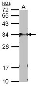 FBXL12 Antibody - Sample (30 ug of whole cell lysate). A: NIH-3T3. 12% SDS PAGE. FBXL12 antibody. FBXL12 antibody diluted at 1:1000.