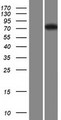 FBXL19 Protein - Western validation with an anti-DDK antibody * L: Control HEK293 lysate R: Over-expression lysate
