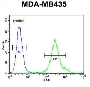 FBXL2 Antibody - FBXL2 Antibody flow cytometry of MDA-MB435 cells (right histogram) compared to a negative control cell (left histogram). FITC-conjugated goat-anti-rabbit secondary antibodies were used for the analysis.