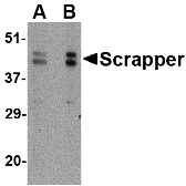 FBXL20 Antibody - Western blot of SCRAPPER in A20 cell lysate with SCRAPPER antibody at (A) 0.5 and (B) 1 ug/ml.