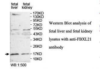 FBXL21 Antibody