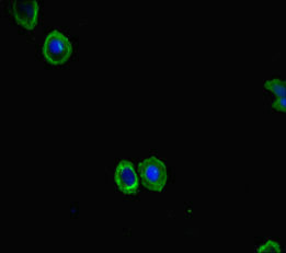 FBXL21 Antibody - Immunofluorescent analysis of HepG-2 cells diluted at 1:100 and Alexa Fluor 488-congugated AffiniPure Goat Anti-Rabbit IgG(H+L)