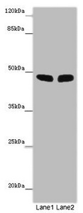 FBXL21 Antibody - Western blot All Lanes: FBL21 antibody at 10 ug/ml Lane 1: Mouse heart tissue Lane 2: Mouse skeletal muscle tissue Secondary Goat polyclonal to rabbit IgG at 1/10000 dilution Predicted band size: 49 kDa Observed band size: 49 kDa